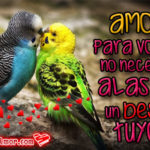 Imágenes de pájaros con bonitos mensajes de Amor