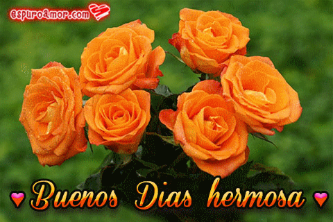 Hermosas rosas naranjas para decirle buenos días