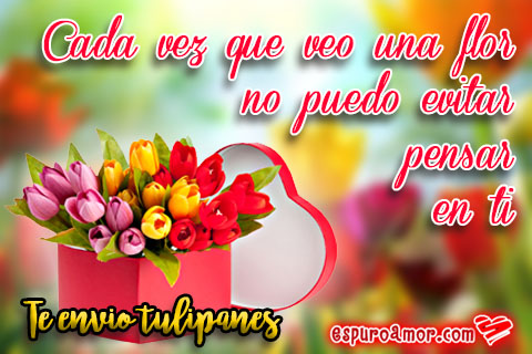 12 Imágenes de Amor para enviar Tulipanes gratis