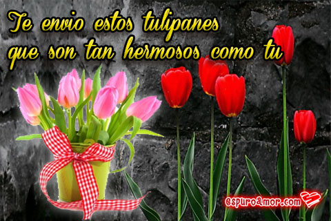 12 Imágenes de Amor para enviar Tulipanes gratis