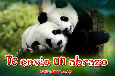 Imágenes de Tiernos Osos Panda con Te Envío Abrazo