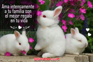 Conejos de Amor con Tiernos Conejitos para Facebook