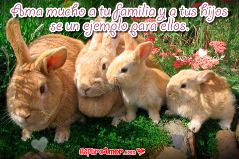 Una linda familia de conejitos
