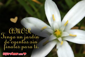 5 Lindas Flores De Azucenas con Frases de Amor